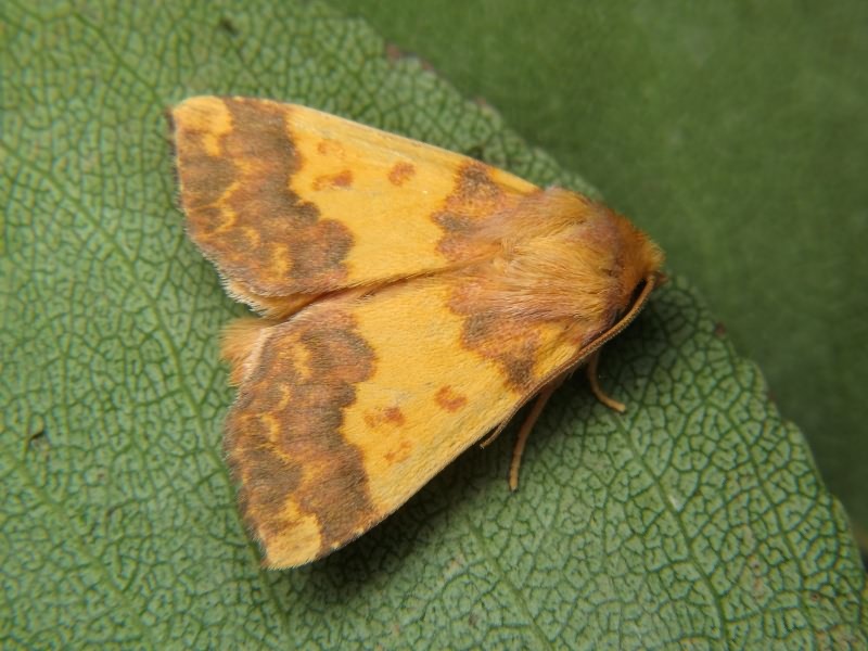 Xanthia aurago (Denis & Schiffermüller, 1775)